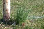 Wild Onions